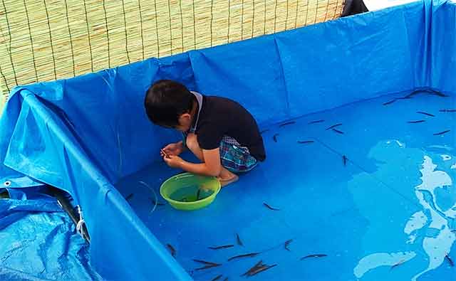 ドジョウつかみ