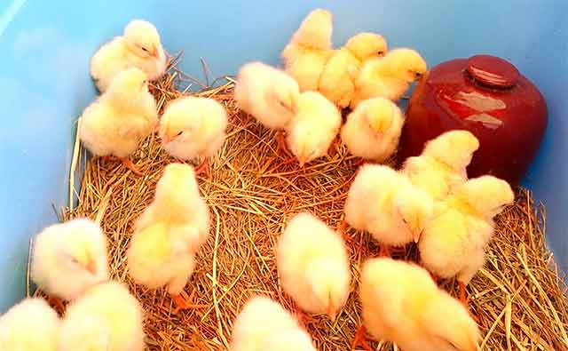 小動物ふれあい