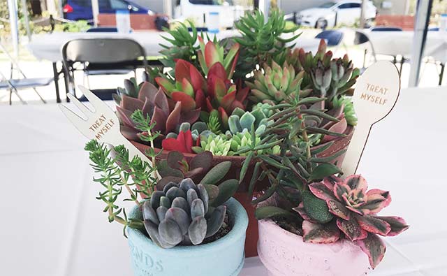 多肉植物寄植え